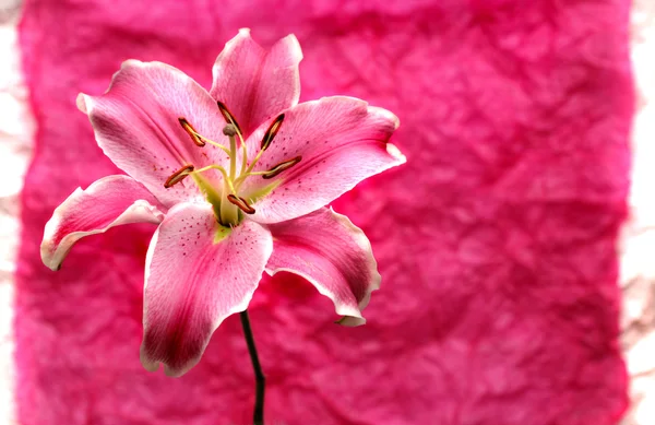 Růžové lilie na růžovém papíře pozadí — Stock fotografie
