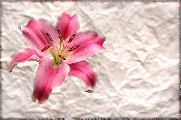Růžové lilie květ staré hnědé grunge papír — Stock fotografie