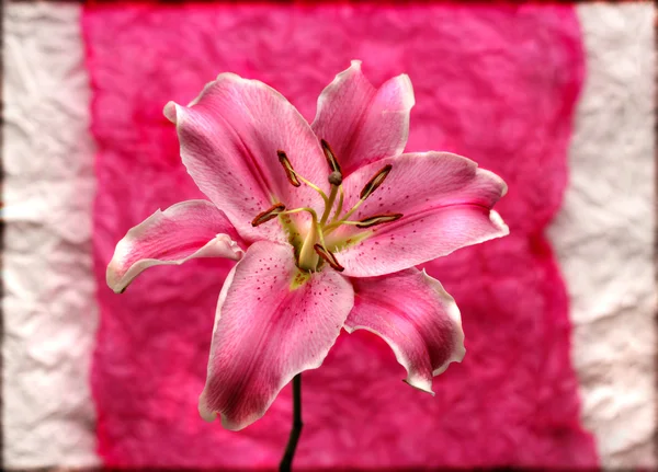Różowa lilia na różowy tło — Zdjęcie stockowe