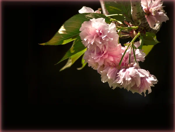 Mooie roze bloesem op zwarte achtergrond. — Stockfoto