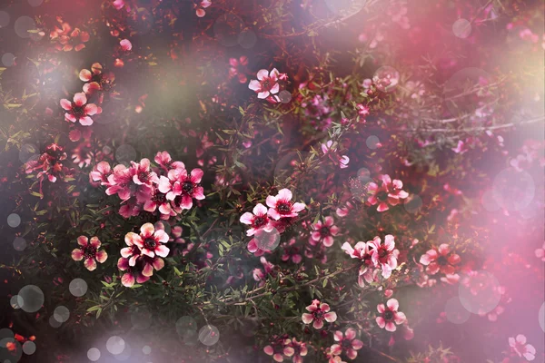 Cereja japonesa - Sakura. Florescimento de árvores — Fotografia de Stock