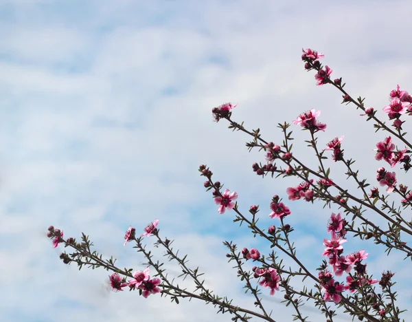 Cereza japonesa Sakura. Floración de árboles — Foto de Stock