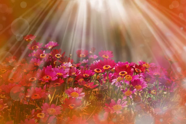 Küçük kırmızı ve pembe çiçekli güzel bahar arka plan — Stok fotoğraf