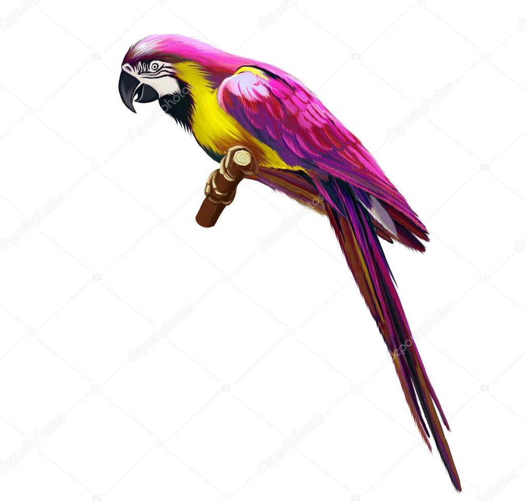 Pink parrot, colorful parrot, Isolated on white background.