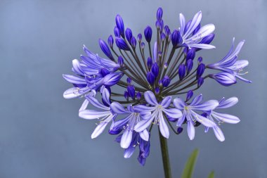 Afrika lily, agapanthus africanus