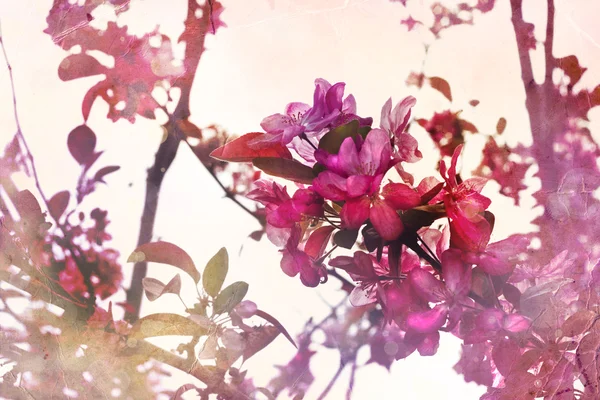 Japanische Kirsche - Sakura. Baumblüte — Stockfoto