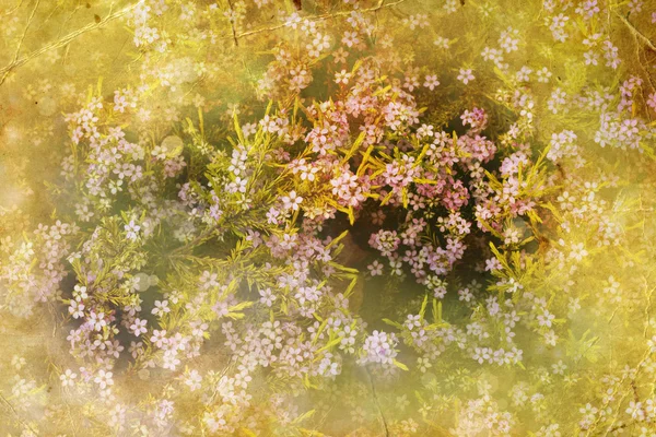 Smuk forårsbaggrund med blomst - Stock-foto