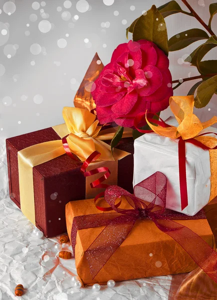 Rode camellia bloem, geschenkdozen met satijnen lint en boog — Stockfoto