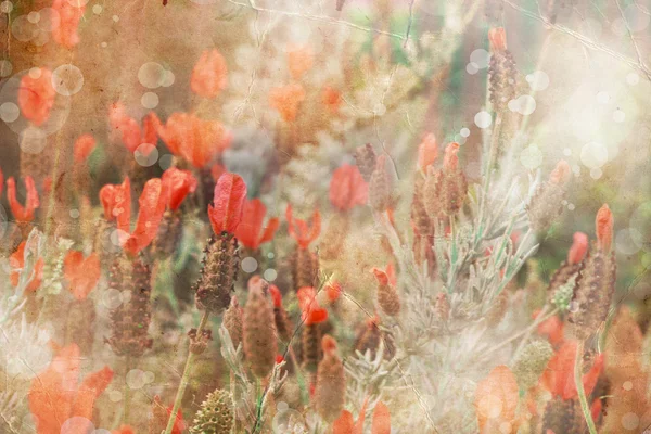 Roter Blumenhintergrund. Sonnenschein. Hintergrund: Frühling — Stockfoto