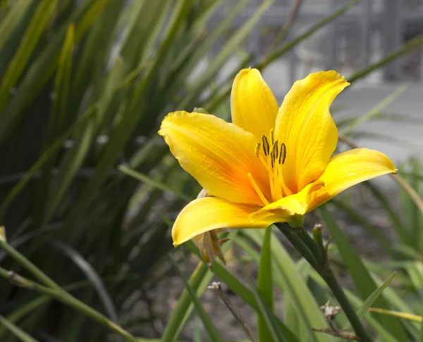 Gul Lilja blomma — Stockfoto