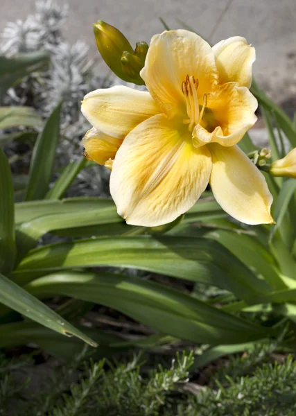 Gele lily bloem — Stockfoto