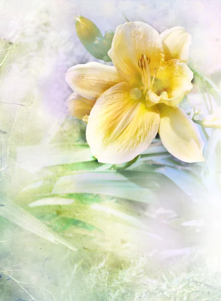 Flor de lirio amarillo —  Fotos de Stock