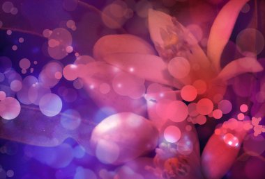 Turuncu Çiçek ağaç güzel bahar