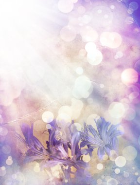 Afrika lily, agapanthus africanus