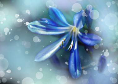 Afrika lily, agapanthus africanus