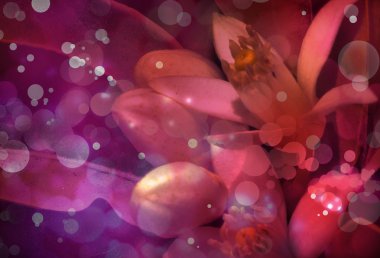 Turuncu Çiçek ağaç güzel bahar