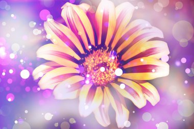 güzel çiçek mor zemin üzerine