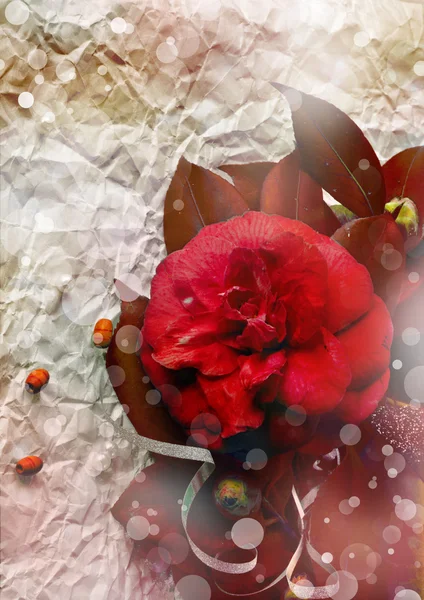 Rode camellia bloem, geschenkdozen met satijnen lint en boog — Stockfoto