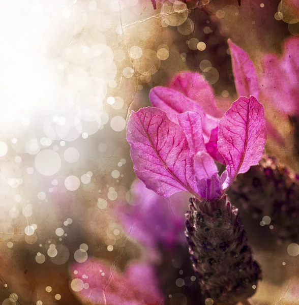 美しい春の花の背景 — ストック写真