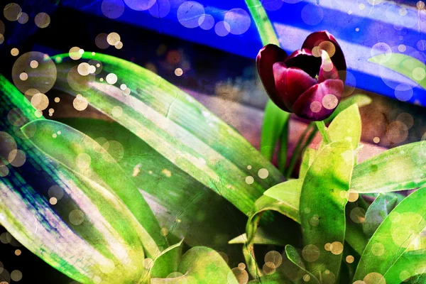 Donker rood tulip flower op blauw-groene achtergrond — Stockfoto