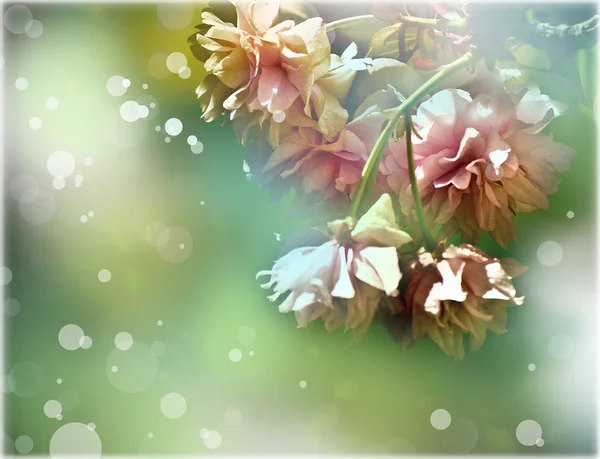 Blütenpracht — Stockfoto