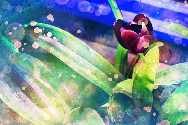 Donker rood tulip flower op blauw-groene achtergrond — Stockfoto