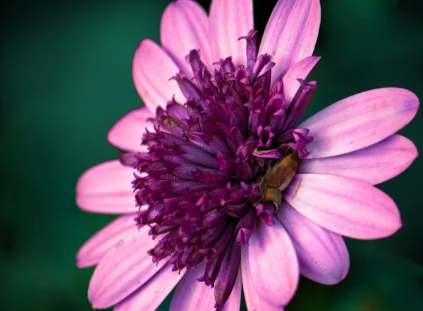 Bellissimo sfondo primaverile con fiore — Foto Stock