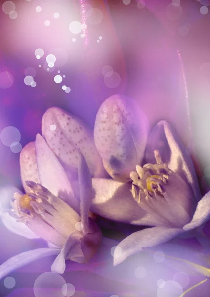 美しい春の開花オレンジ ツリー — ストック写真