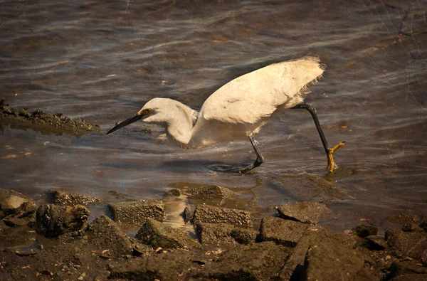 Uccello bianco in acqua — Foto Stock