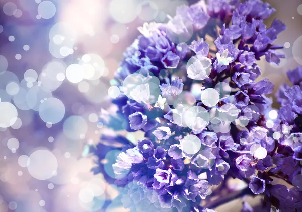 Beautifull blossom — Stock Photo, Image