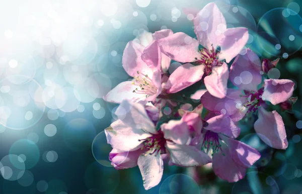 Beautifull blossom — Stock Photo, Image