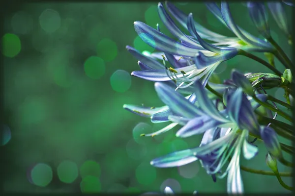 African lily ,Agapanthus africanus — Stock Photo, Image