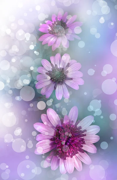 Květiny na modrém pozadí — Stock fotografie