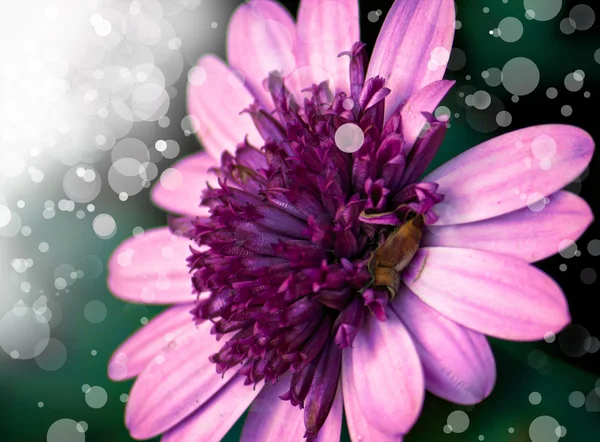 Beautifull pink flowers — Stock Photo, Image