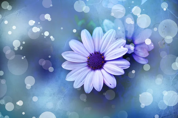 Květiny na modrém pozadí — Stock fotografie