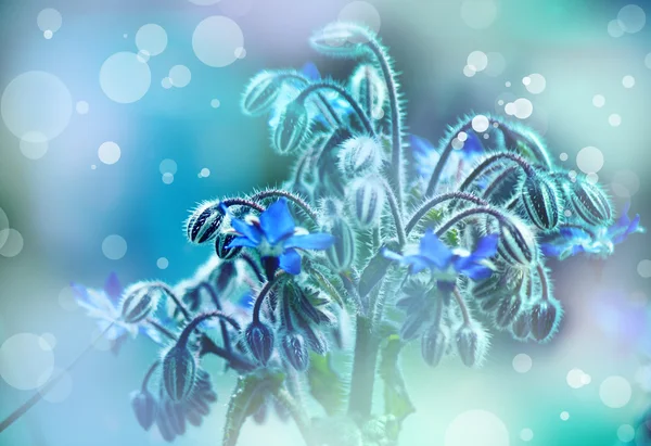 Mavi arkaplanda çiçekler — Stok fotoğraf