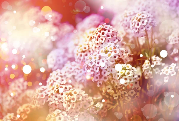 花の背景。太陽の光。春の背景 — ストック写真