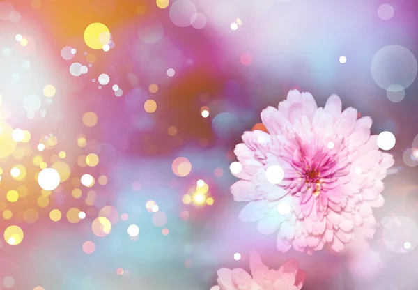 Flower background. Sunshine. Spring background — Stock Photo, Image