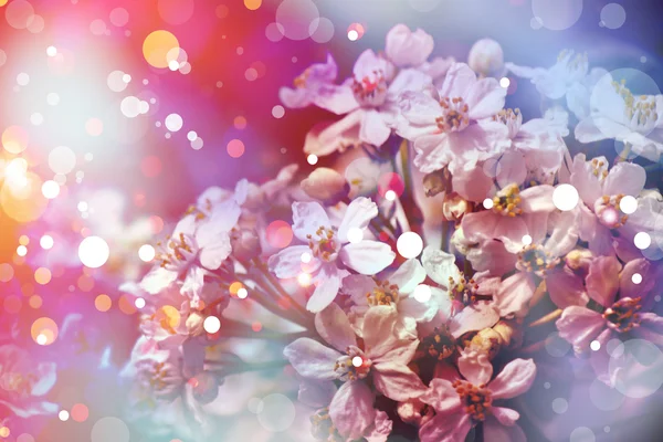 Cherry blossom — Stock Photo, Image