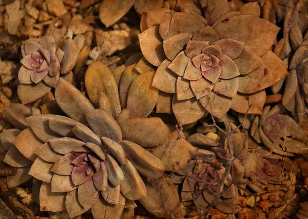 Fundo floral marrom — Fotografia de Stock