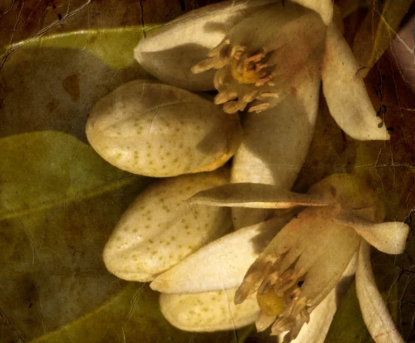 Prachtige lente bloeien oranje boom — Stockfoto