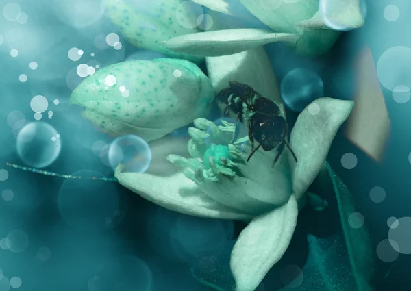 Vacker blomma. Foto med blått filter — Stockfoto