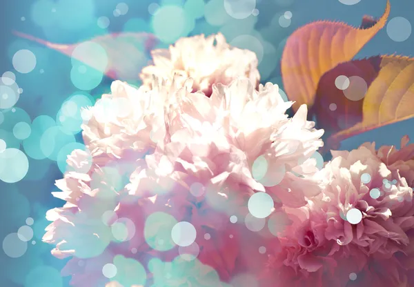 Květ na stromě彩色木制背景上的美丽白色郁金香 — Stock fotografie