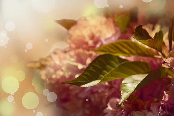 Grunge jarní květinové pozadí — Stock fotografie