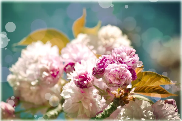 Sommer blomstret baggrund. Smukke blomster - Stock-foto