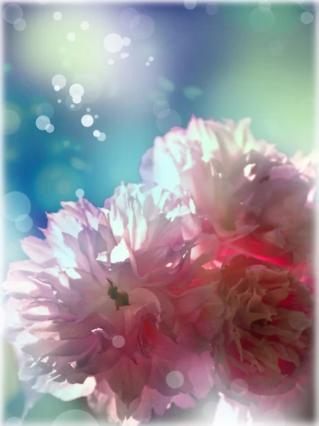 Blomster. Forårsbaggrund - Stock-foto