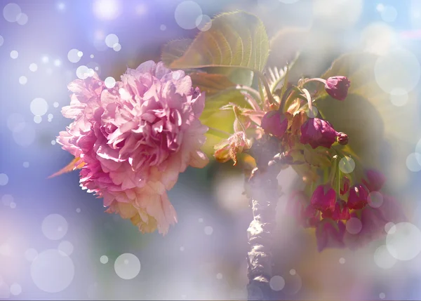 Sommerlicher floraler Hintergrund. Blütenpracht — Stockfoto