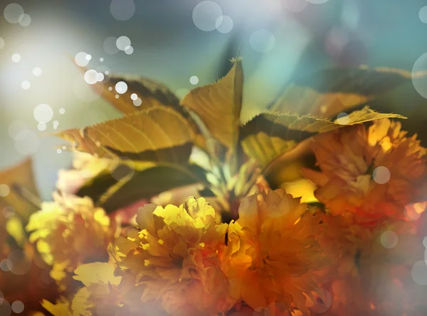 Sommer virágos háttér. gyönyörű virágok — Stock Fotó