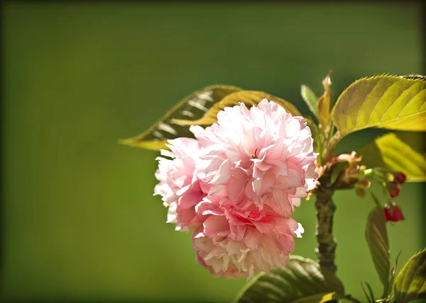 Bloemen. lente achtergrond — Stockfoto