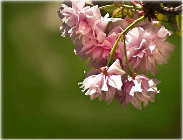 Bloemen — Stockfoto